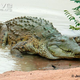 Illustration for article titled Sunday Crocodilian - Crocodylus intermedius Edition